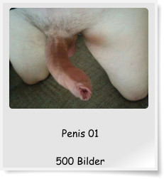 Penis 01  500 Bilder